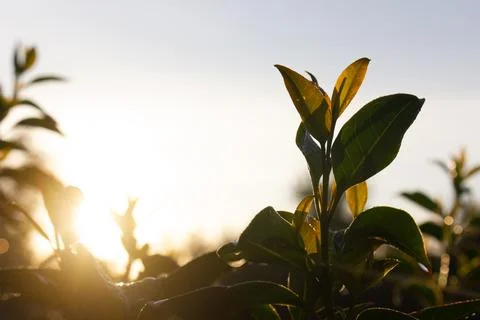 Plants &amp; sunrise Stock Photos
