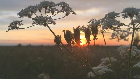 Plants at sunset and ant Video stock 91164671