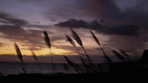 Plants at sunset with backlight Video stock 103155185