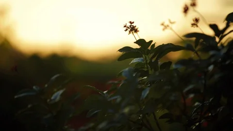 Plants At Sunset Stock Footage 129624027
