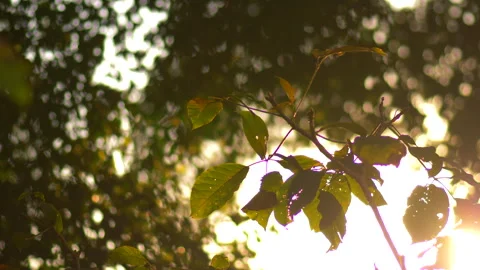 Plants Sunset Warm Light Sunset 4K Stock Footage 280057324