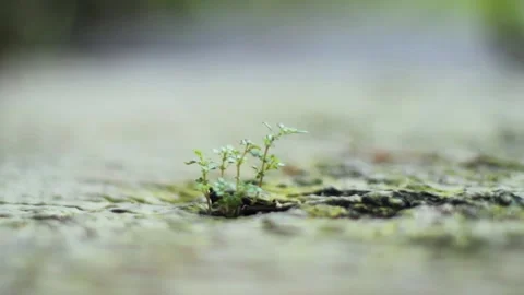 Plants surrounded by asphalt Stock Footage 237587966