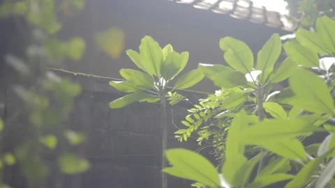 Plants surrounded by Twigs and Trees Close up Bokeh Stock Footage 233315378
