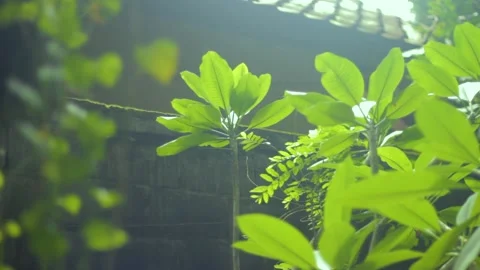 Plants surrounded by Twigs and Trees Close up Bokeh Stock Footage 234584109