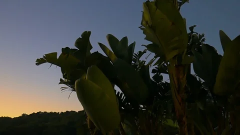 Plants at the suset at Ibiza Stock-Footage 100084471