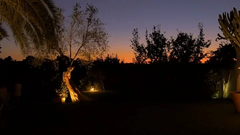 Plants at the suset at Ibiza Stock Footage 100084658