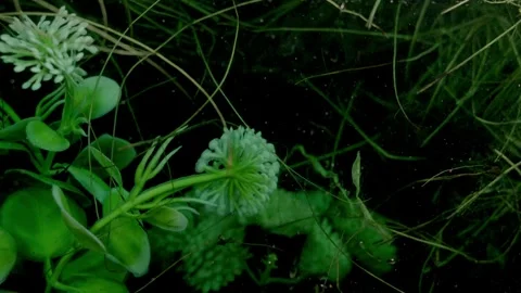 Plants in the swamp 스톡 동영상 331036189