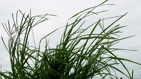 Plants sway in the wind. Sedge leaves. Silence and peace. The swaying leaf of a  Stock Footage 207548812
