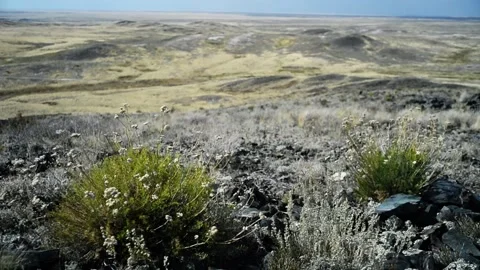 Plants sway in the wind in the steppe. Video stock 139025753
