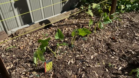 Plants Swaying Stock Footage 128348554