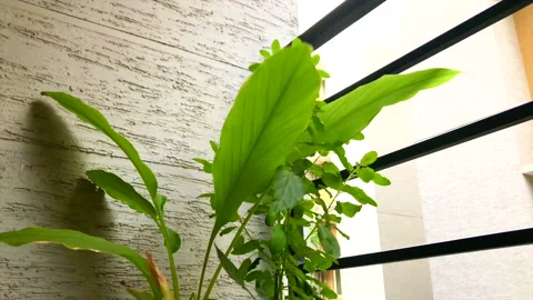 Plants swaying 動画素材 130796812