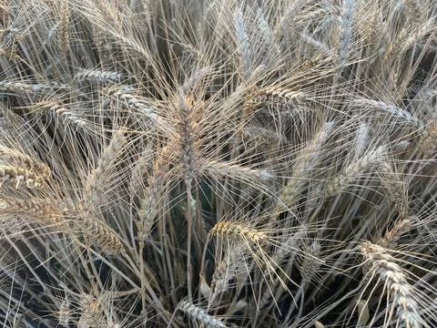 Plants swaying gently in field wind Stock Photos