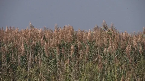 Plants swaying in the wind at field Stock Footage 100172347