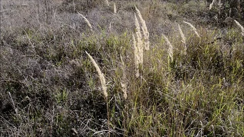 Plants swaying in the wind Stock-Footage 111428218