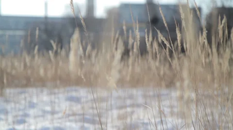Plants swaying in the winter Stock Footage 35151350