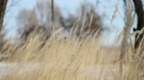 Plants swaying in the winter Stock Footage 35151354
