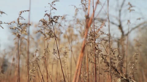Plants swaying in the winter Stock Footage 35151470