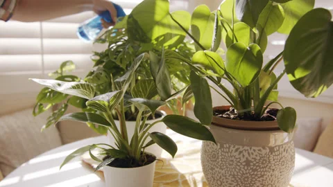 Plants on Table being Watered 60fps Stock Footage 179815651