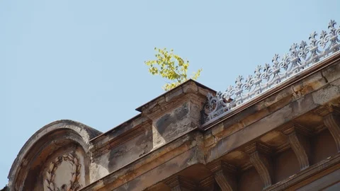 Plants taking over city. tree growing on roof Video stock 114624270