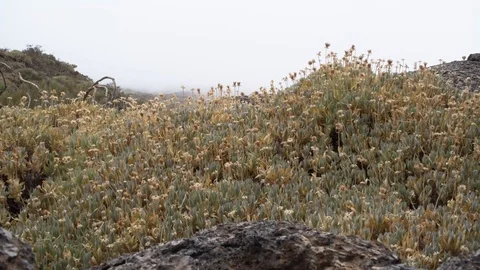 Plants at Teide vulcano Stock Footage 97760913