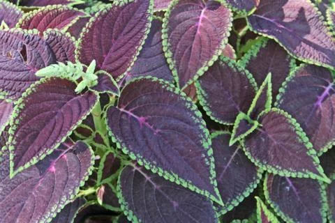 Plants texture (1) Stock Photos