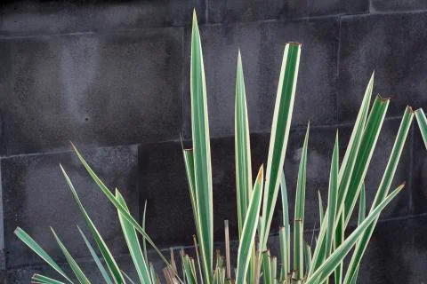 Plants texture background Stockfoto's