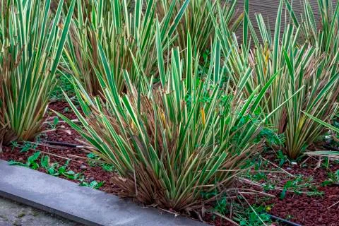 Plants texture background Stock Photos