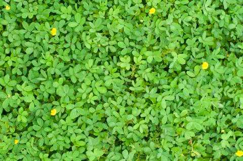 Plants texture with tiny leaves Stock Photos
