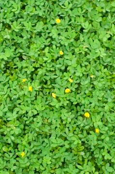 Plants texture with tiny leaves Stock Photos