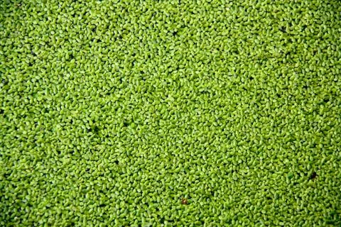 Plants textures and backgrounds Stock Photos