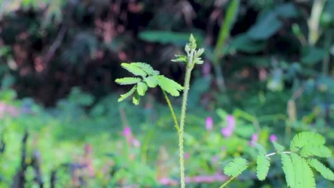 Plants with thorns on their stems add protection for predators Stock Footage 240161889