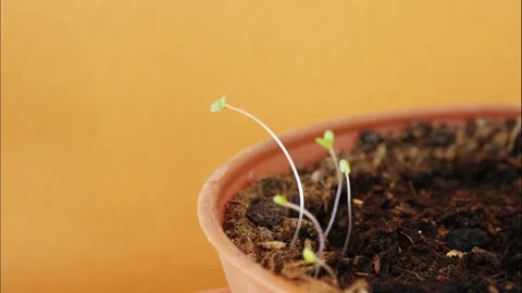 Plants in time lapse, indoor. Stock Footage 194976270