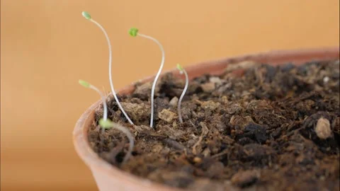 Plants in time lapse, indoor. Stock-Footage 194976276