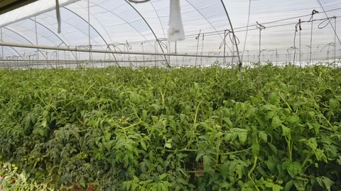 Plants tomatoes growing inside greenhouse. Stock Footage 112773985