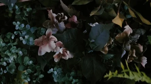 Plants on top of the wall dark background Stock Footage 138164755