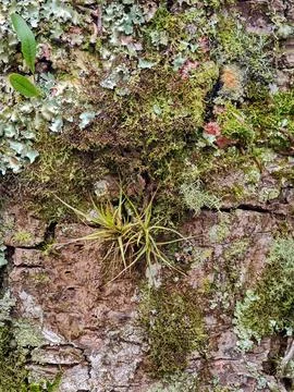 Plants in Tree Bark Stock Photos