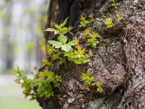 Plants on the tree 스톡 사진