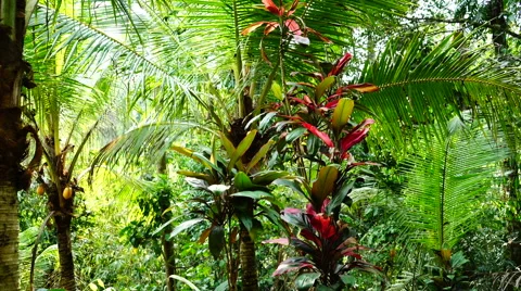 Plants of tropical forest Stock Footage 68047957