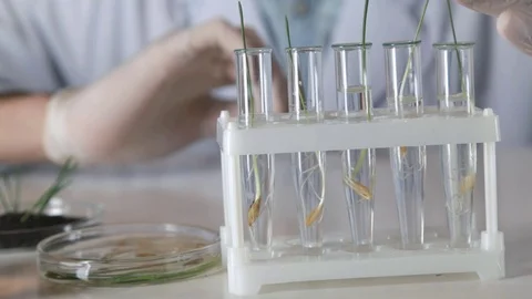 Plants in tubes 스톡 동영상 73111076