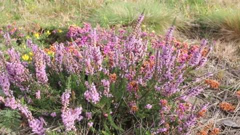 Plants under the effect of the wind Stock Footage 242756918