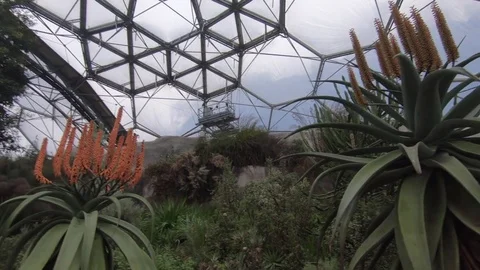 Plants under a geodesic dome in the Eden Project's Mediterranean  Biome Stock Footage 85362637