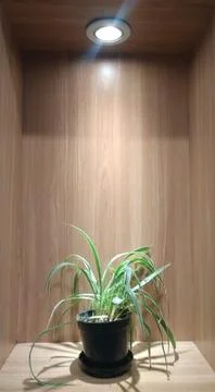 Plants under light Foto stock