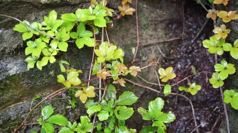 Plants under the rain, leaves, mountain forest, rock wall 库存影片 157750705