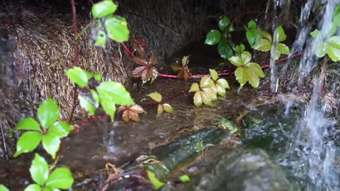 Plants under the rain, leaves, mountain forest, rock wall Stock Footage 157750729