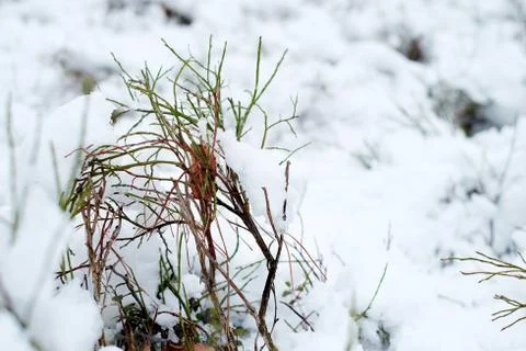 Plants under the snow Stock Photos