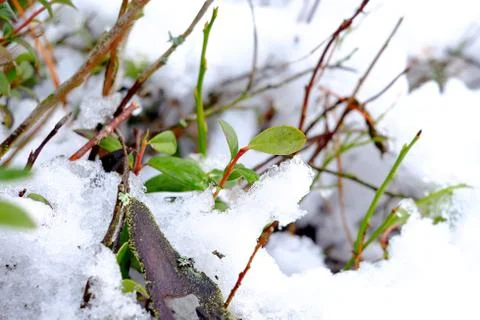 Plants under the snow Stock Photos