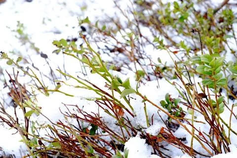 Plants under the snow Stock Photos