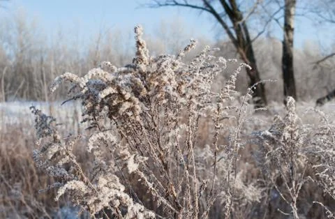 Plants under the snow. Stock Photos