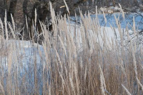 Plants under the snow. Stock-Fotos