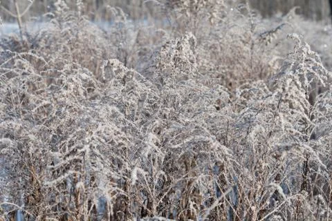 Plants under the snow. Stock Photos